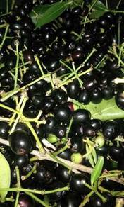 Anak Pokok Keriang Dot