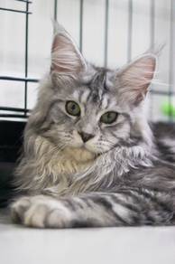 Female Silver Tabby Maine Coon