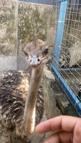 anak burung unta