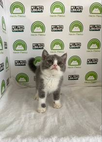 British Shorthair Bicolour Kitten