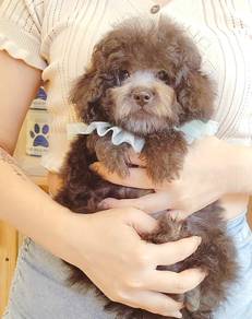 Poodle