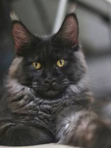 Mainecoon