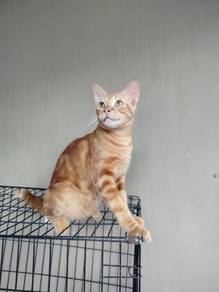 bengal 