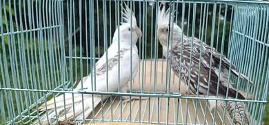 coktiel