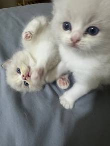 Ragdoll male purebreed