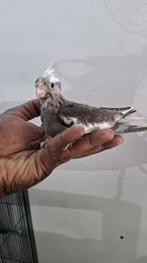 Burung cockateil