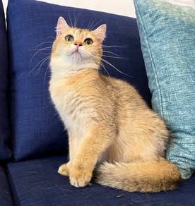 BSH gOLDEN
