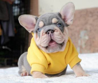 FRENCH BULLDOG PUPPIES 7S69 🌻 Available Female
