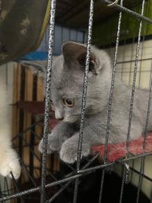 BSH kitten