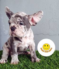 GGGG_VV222 French Bulldog special color puppies