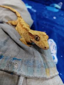 crested gecko