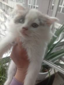 ragdoll mix parsi 