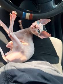 Sphynx kitten