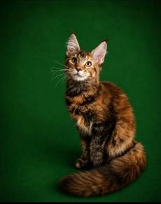 Beautiful Maine Coon
