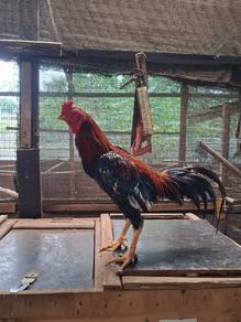 Ayam Sabung