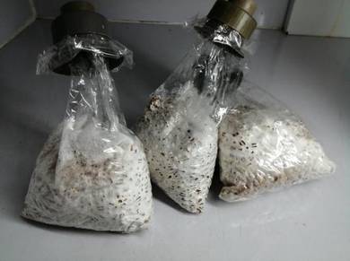 Benih cendawan (Mushroom spawn)