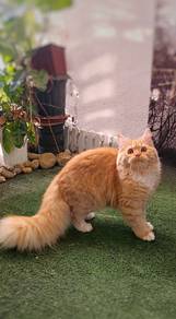 Longhair kitten