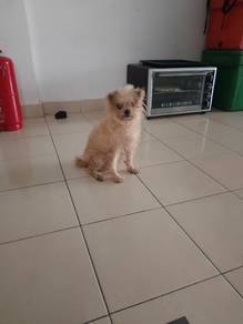 shitzu mix Pomeranian 
