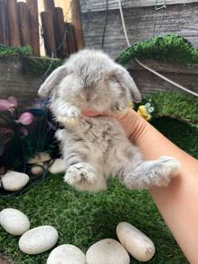 Holland lop