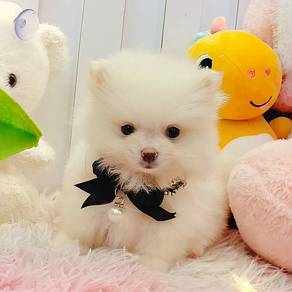 Pomeranian