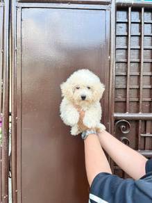 white colour Maltipoo 