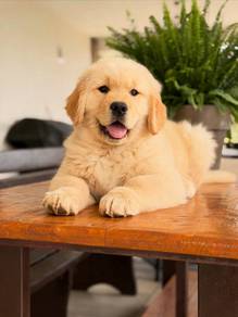 golden retriever puppies 23