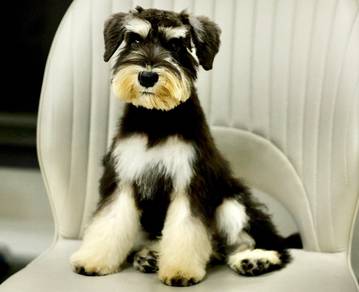Female Mini Schnauzer