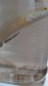 limbata cb