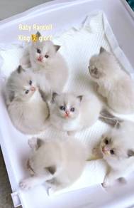Baby Ragdoll