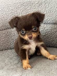 chihuahua puppy available 