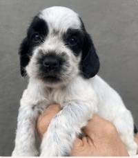 ENGLISH COCKER SPANIEL PUPPIES C63🌻 Male-