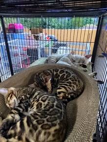 Riggs Bengal Cat 