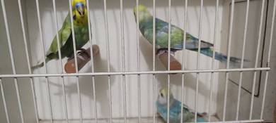 burung baji rb