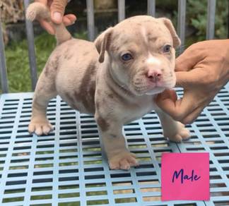 AMERICAN BULLY PUPPIES D76 🐻 Available Exotic