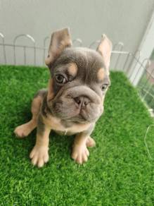 France bulldog puppies 