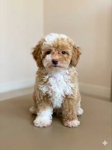 Maltipoo