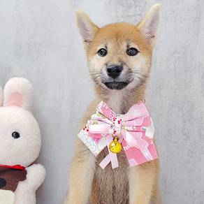 Shiba