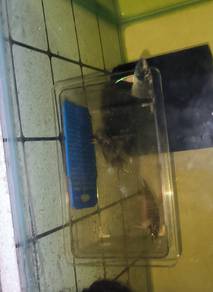 Betta Pugnax/Ikan Laga batu
