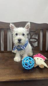 西高地男
Westie
male
M-7
Dob ： 26-02-26