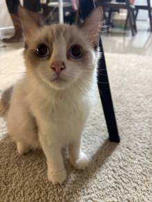 Ragdoll male