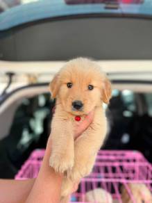 Golden puppy.. 