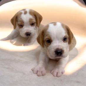 Beagle puppies quality
