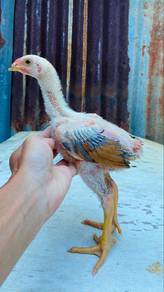 ayam Ganoi