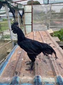 Ayam cemani