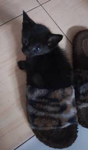 free kitten for adoption 