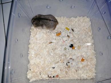 Hamster Campbell Agouti female