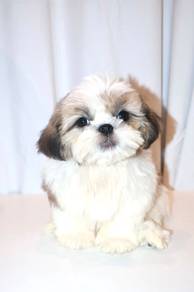 J0196 Shih Tzu Cute Flat Face Big Eyes Puppy