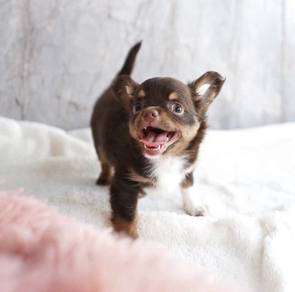 CHIHUAHUA PUPPIES 150🌷Head Apple Cute Dog