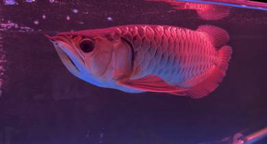Arowana x2 & Alligator Gar x2 for sell
