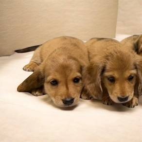 Dachshund long haired rare color